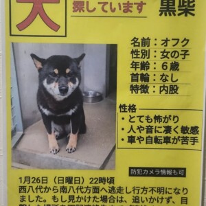 姫路　犬　捜索