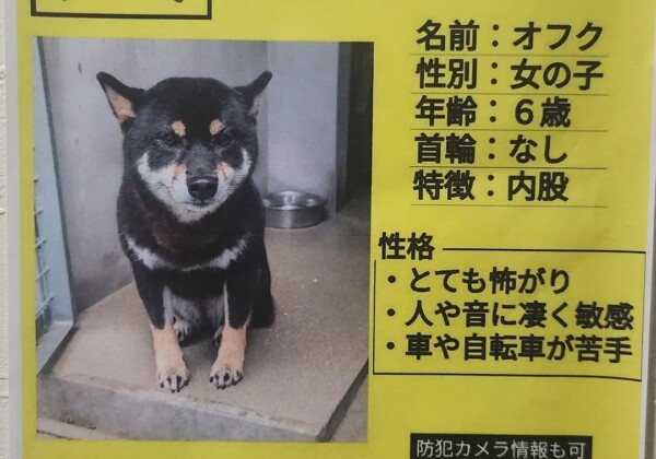 姫路　犬　捜索