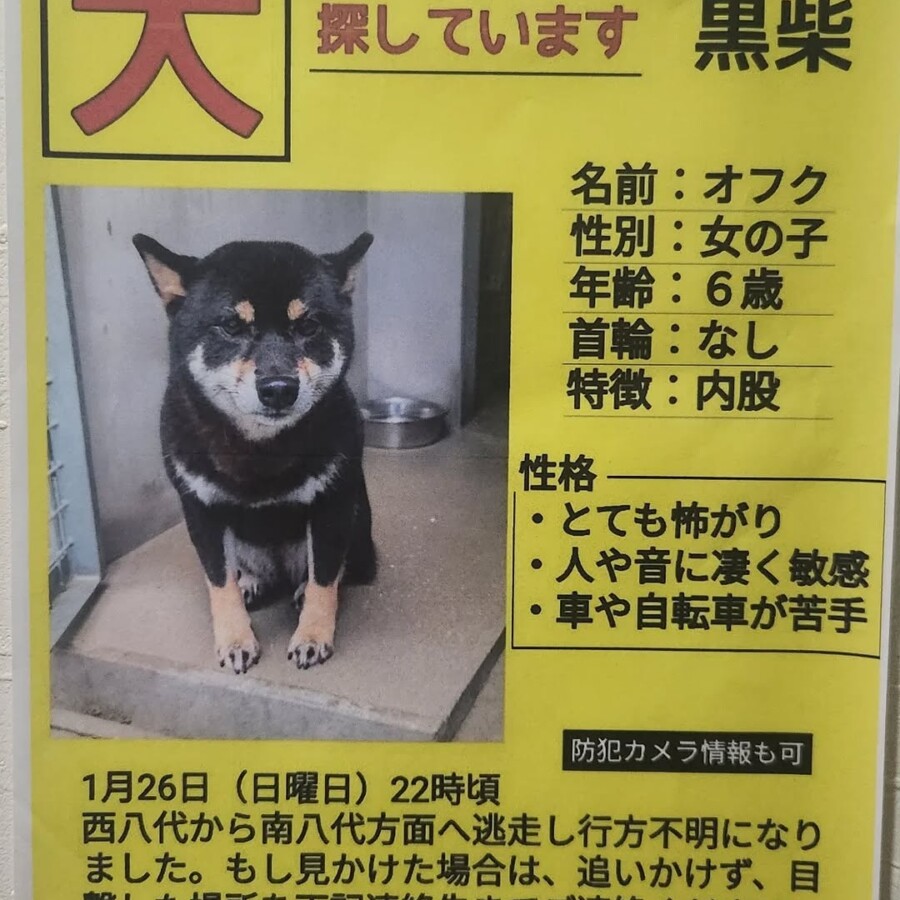 姫路　犬　捜索