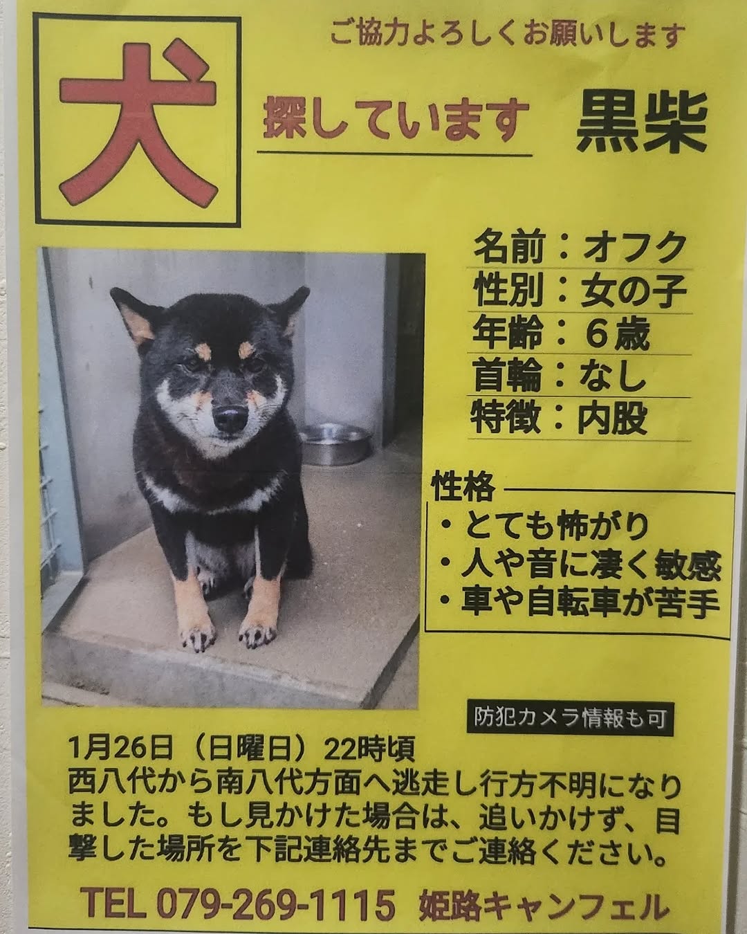 姫路　犬　捜索