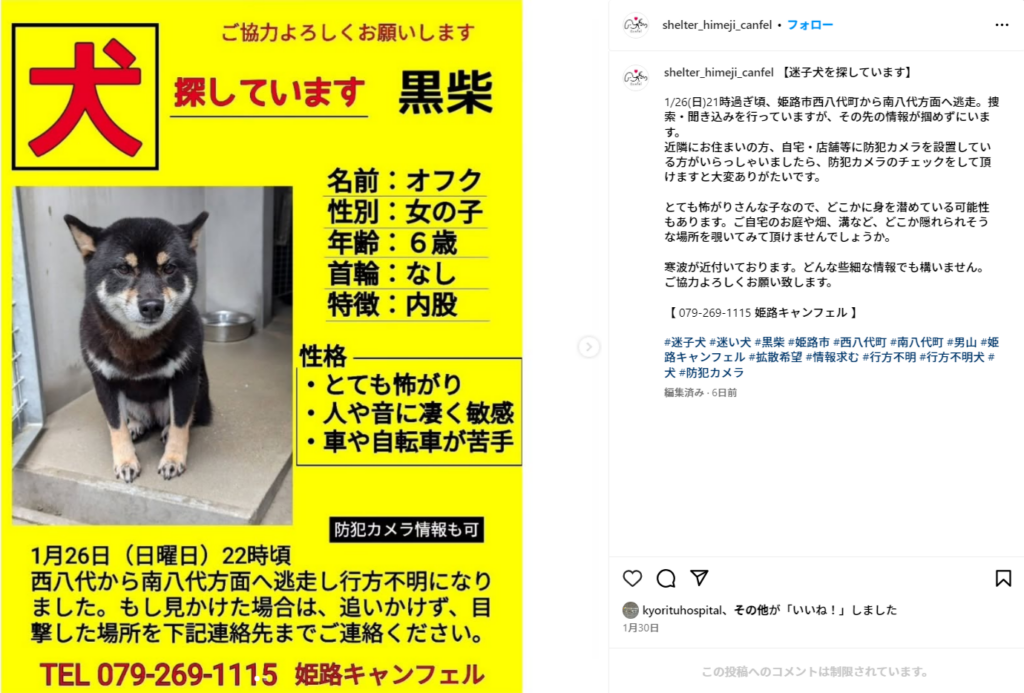 姫路　犬　捜索