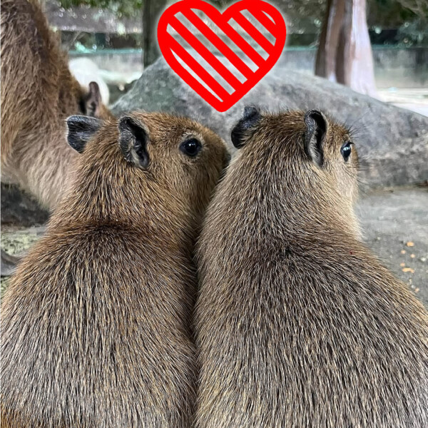 姫路セントラルパーク バレンタインデー