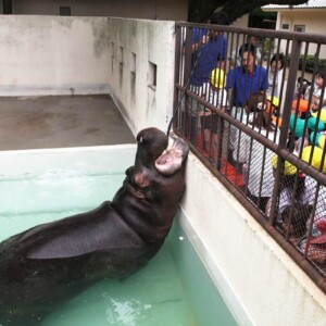 姫路動物園 キボコ カバ