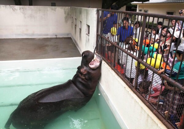 姫路動物園 キボコ カバ