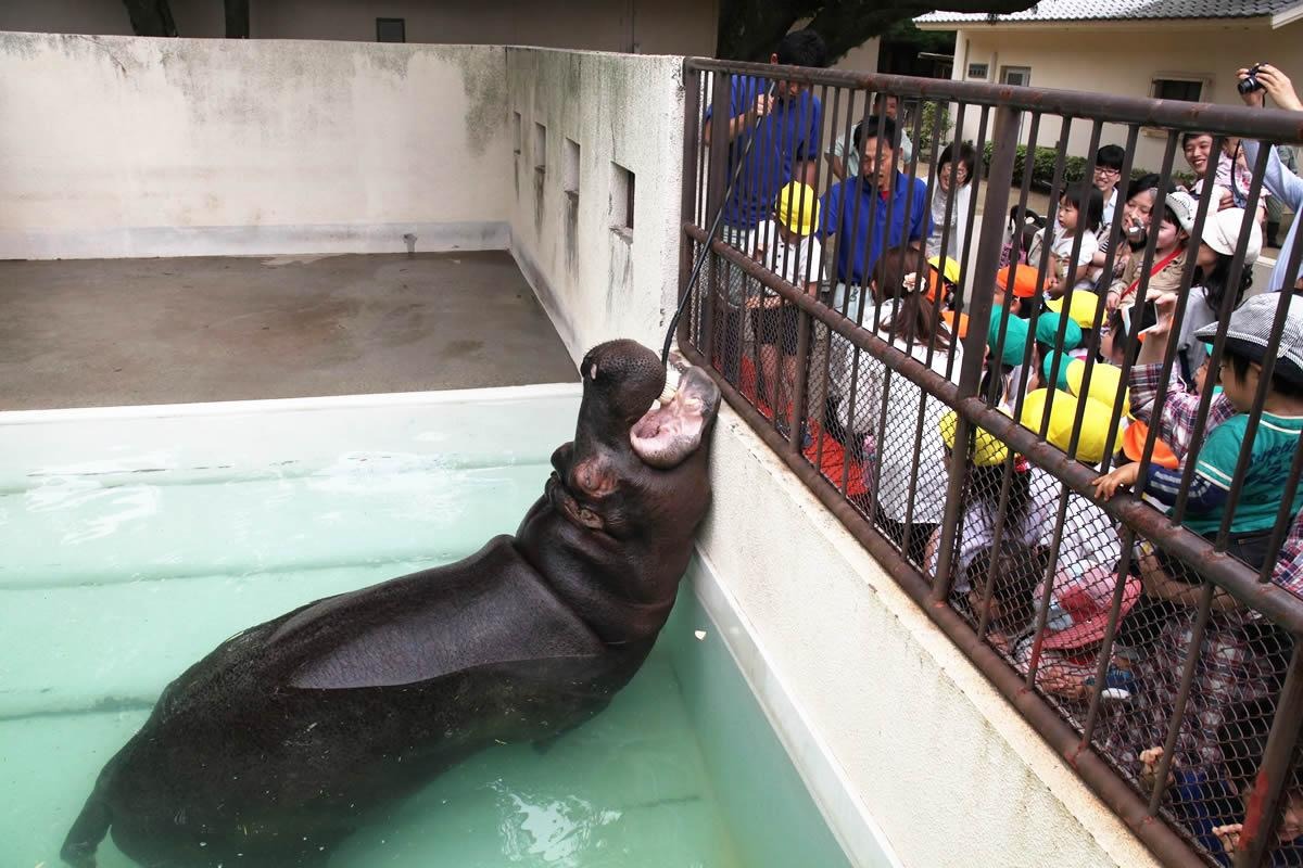 姫路動物園 キボコ カバ