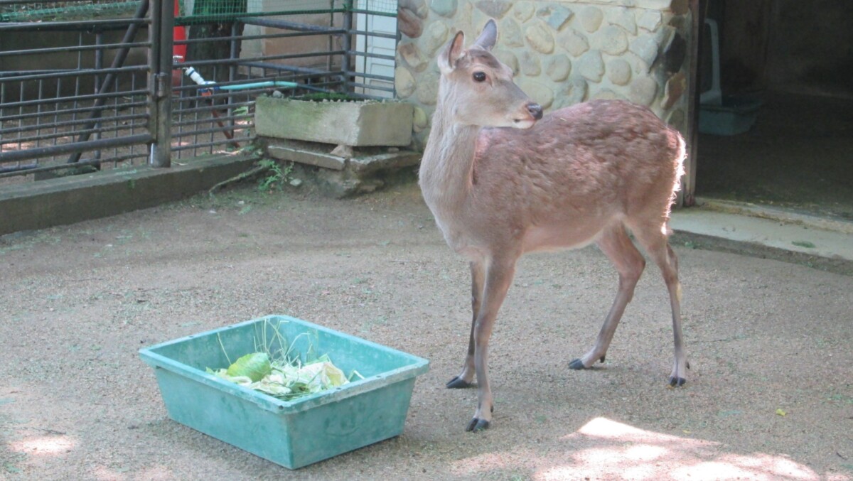 姫路市立動物園 雌のニホンジカ「ロビン」