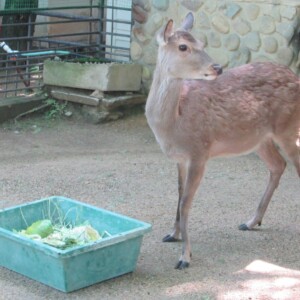 姫路市立動物園　雌のニホンジカ「ロビン」