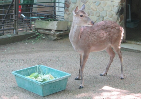 姫路市立動物園　雌のニホンジカ「ロビン」