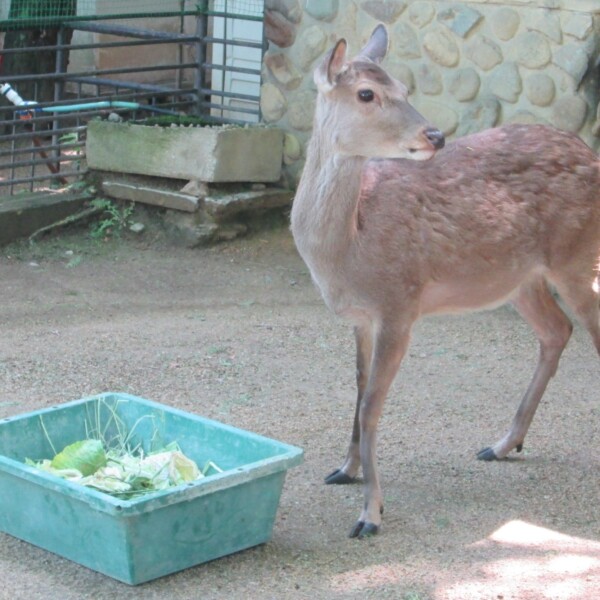 姫路市立動物園 雌のニホンジカ「ロビン」