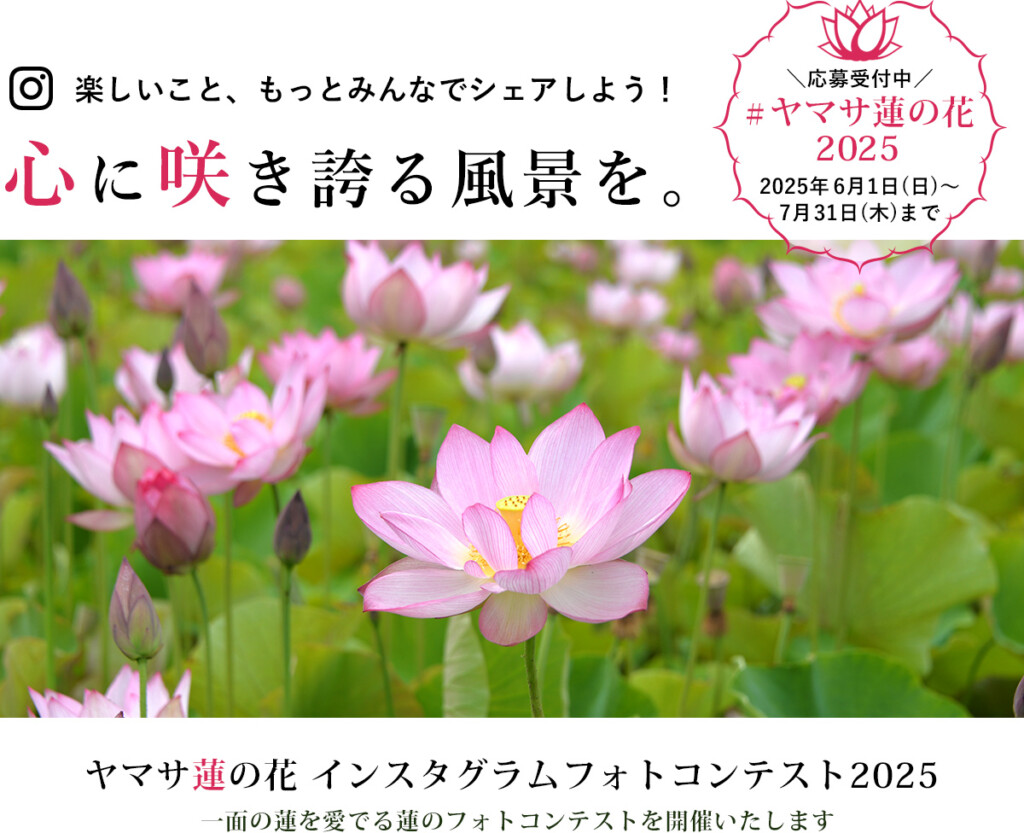 ヤマサ 蓮　姫路
