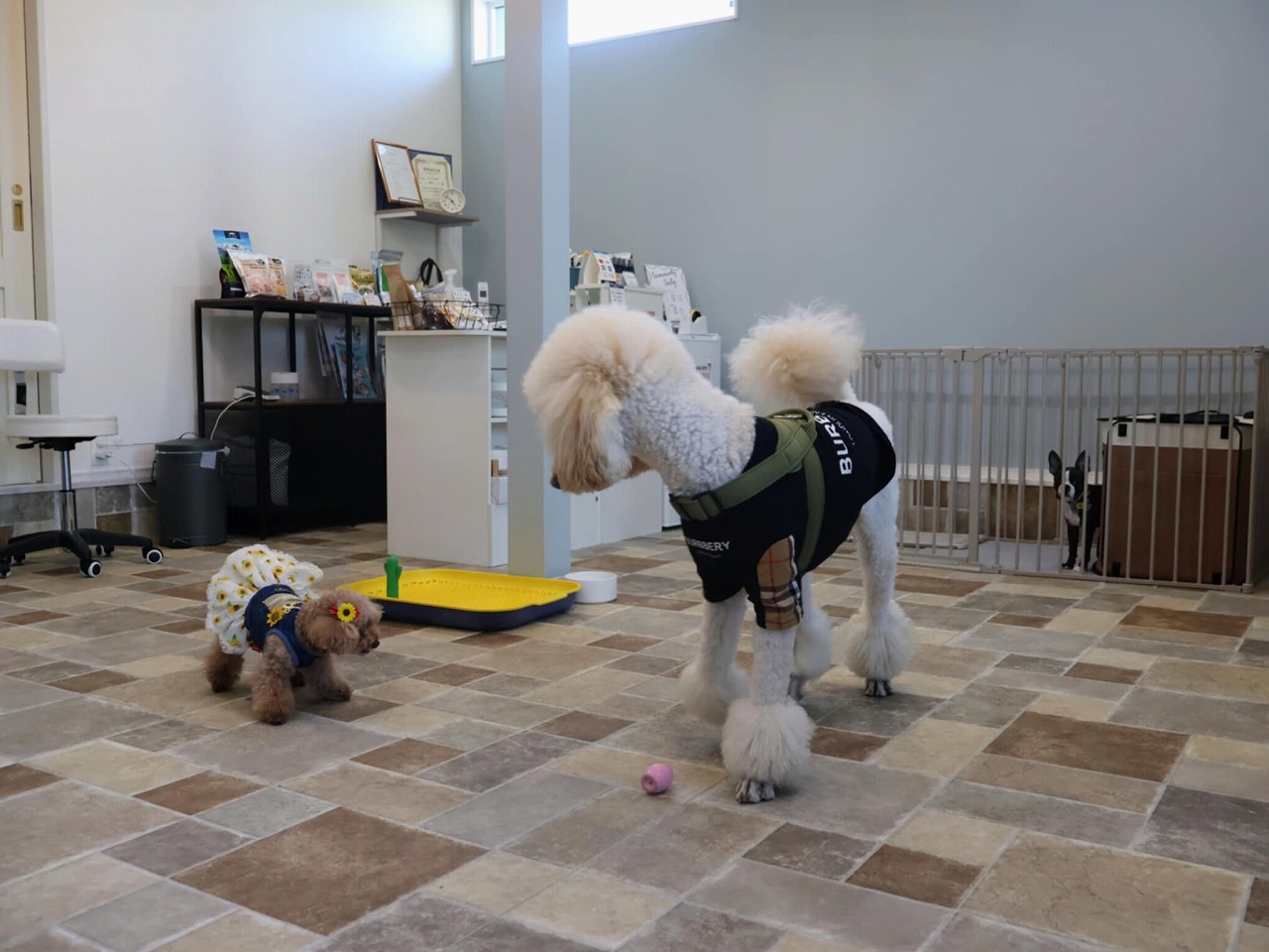 ドッグケアハウスワン　犬　トリミングサロン　姫路