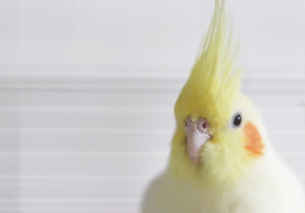 姫路　鳥祭り