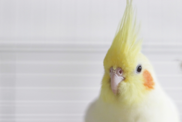 姫路　鳥祭り