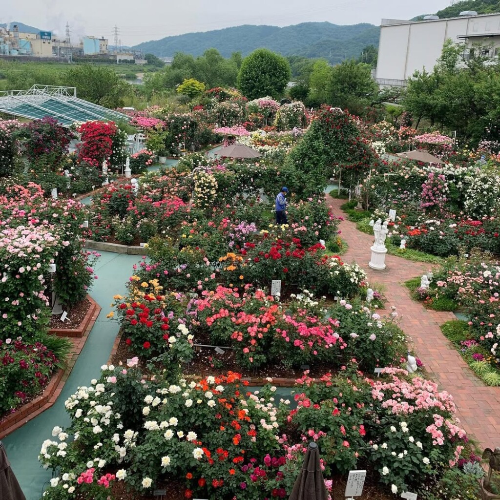 姫路 バラ園