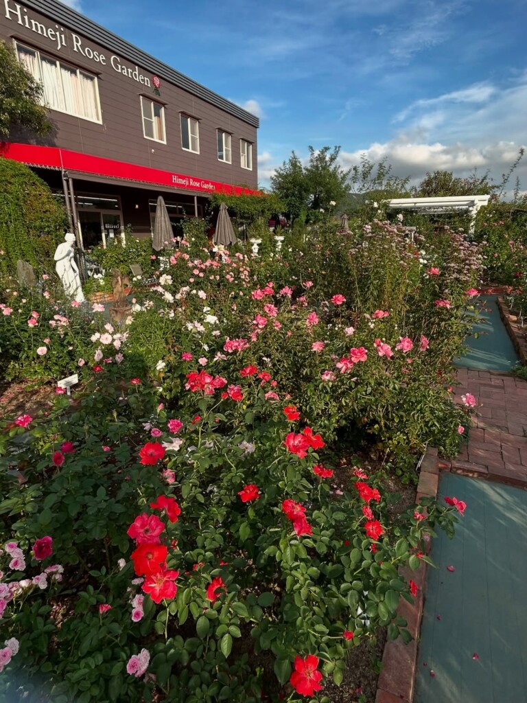 姫路 バラ園