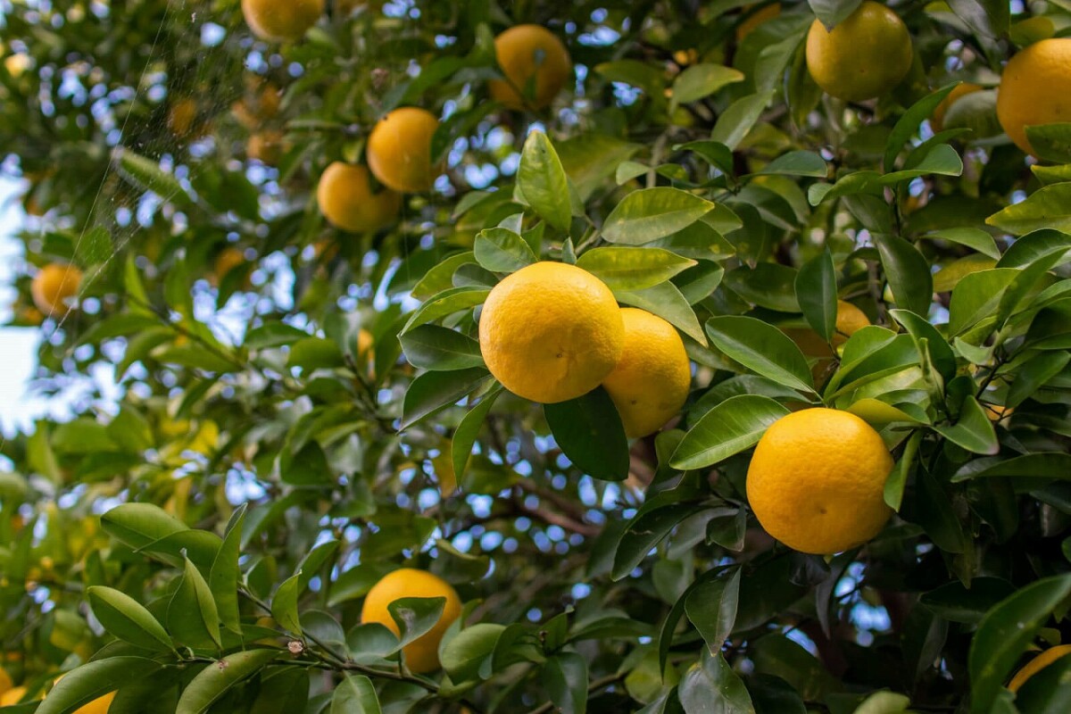 ゆず 安富 ゆずフェア