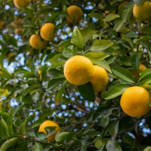 ゆず 安富 ゆずフェア