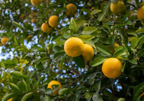 ゆず 安富 ゆずフェア