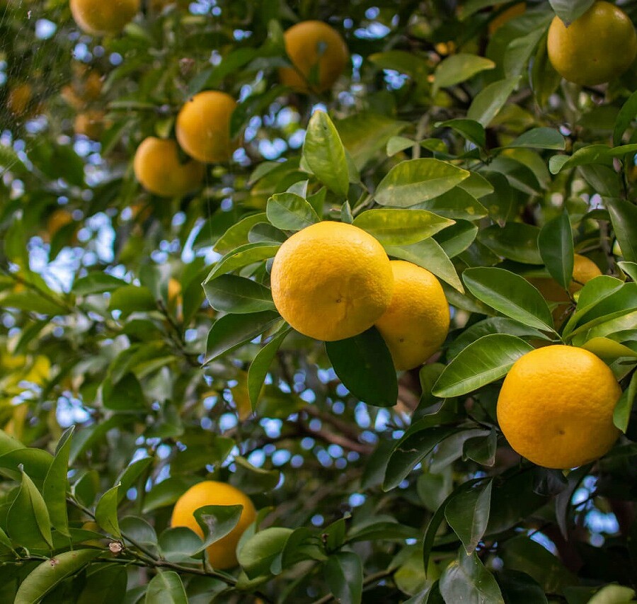 ゆず 安富 ゆずフェア