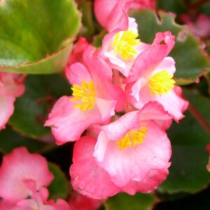 姫路 手柄 ペゴニア展