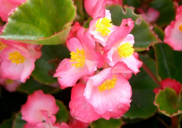 姫路　手柄　ペゴニア展