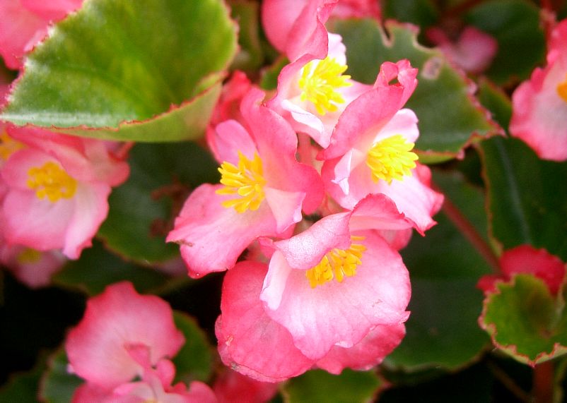 姫路 手柄 ペゴニア展