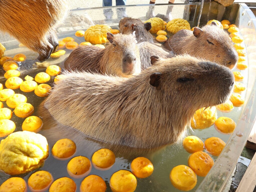 姫路セントラルパーク カピパラ 冬 ゆず湯