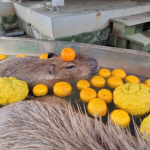 姫路セントラルパーク カピパラ 冬 ゆず湯