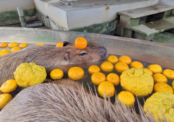 姫路セントラルパーク カピパラ 冬 ゆず湯