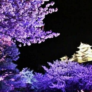 姫路　夜桜会　姫路城