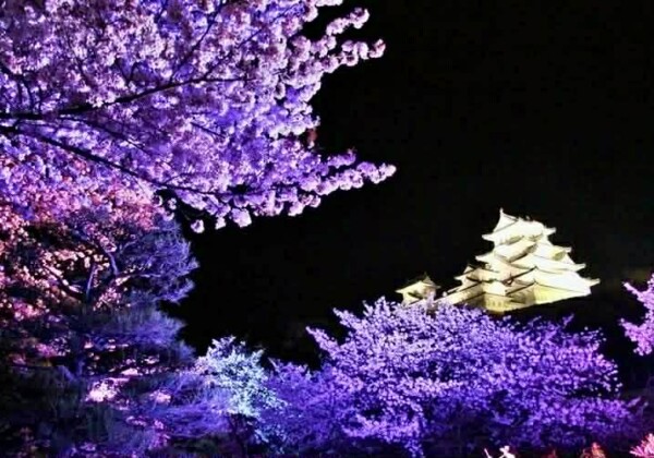 姫路　夜桜会　姫路城
