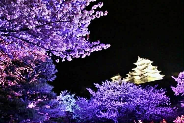 姫路　夜桜会　姫路城