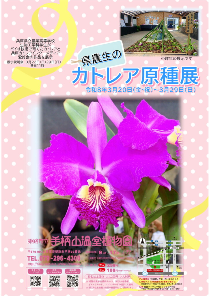 県農生のカトレア原種展　姫路　手柄