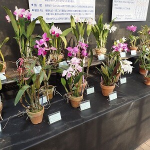 県農生のカトレア原種展 姫路 手柄