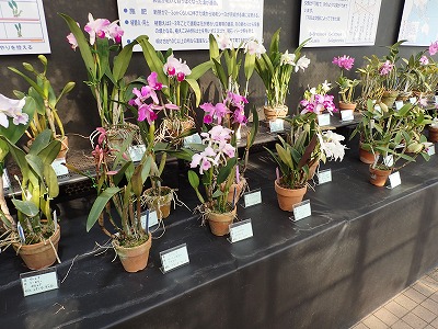 県農生のカトレア原種展　姫路　手柄