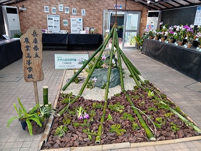 県農生のカトレア原種展　姫路　手柄